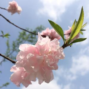 樱桃木