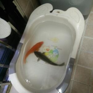 梦魇