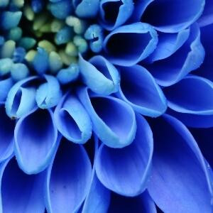菲雪花飘