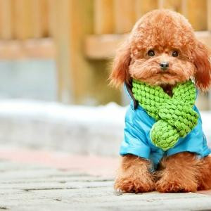 爱读书的丑姑娘