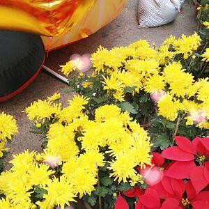 花舞
