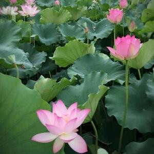悠悠茶