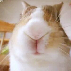 识知爱分圆
