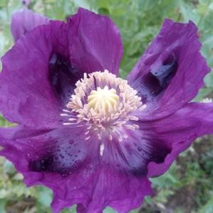 石兰花