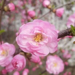 风为裳