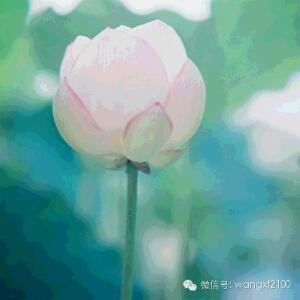 洗砚池边树