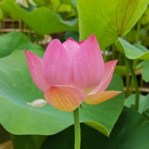 宋浩