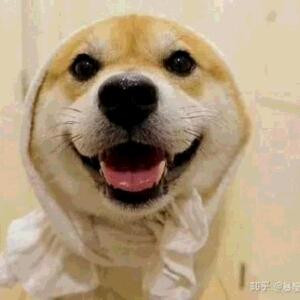西域毛驴