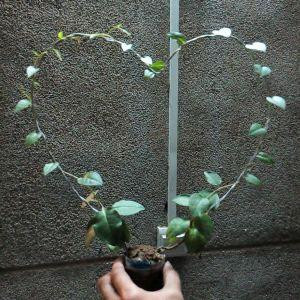糊涂虫