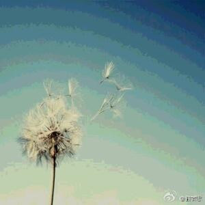 Ying樱