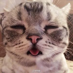疯狂的兔子