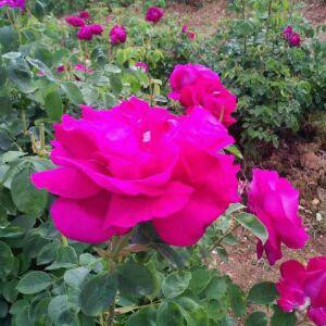 春暖花开