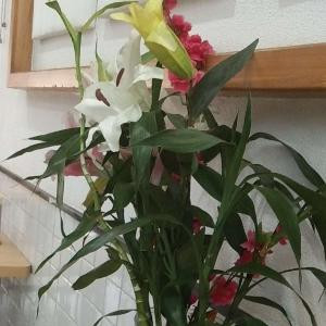 悠悠