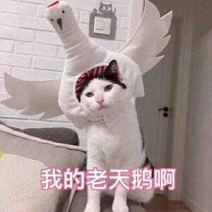 猫不耐糖