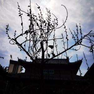 以行践言