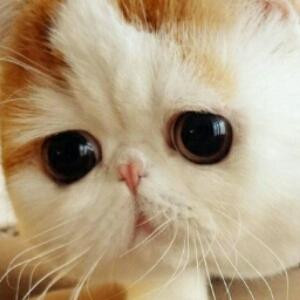 玉猫