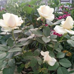 无言的结局