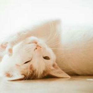 慵懒的猫咪