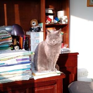 蓝猫妙妙