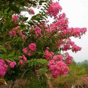 紫薇花