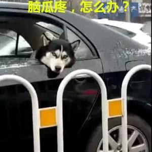 草原狼