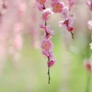 雨菲