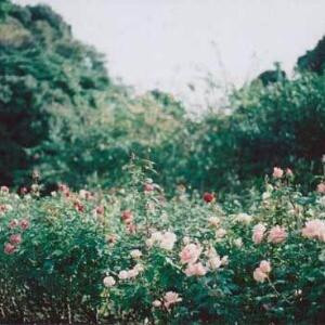 一花一世界