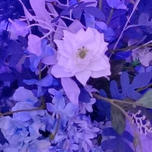 花的海洋
