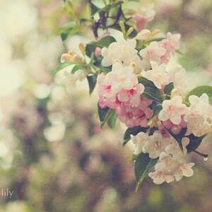 糖芯薄荷