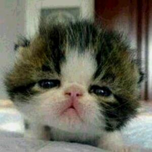 爱你不是两三天