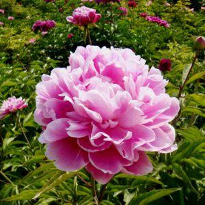 蝶恋花