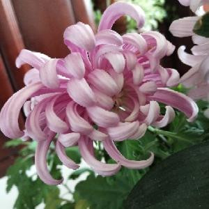 茉莉