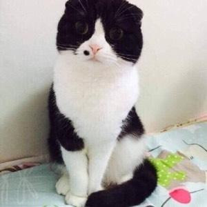 大虎