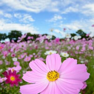 秋风春月