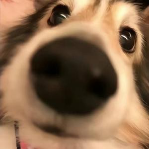 七七四十九色彩虹狗