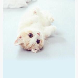 期待下一次开花