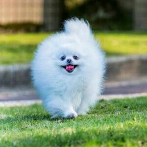 在梦里等你