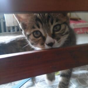 家有猫女初长成