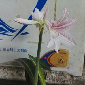 不是所有