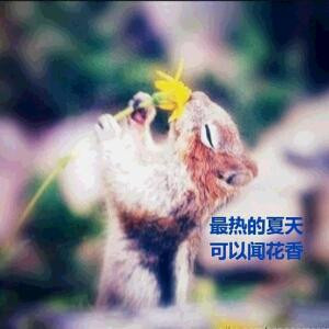 松鼠