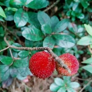 楠悠悠