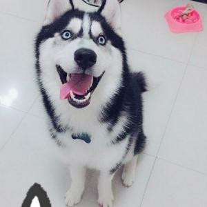 不怕队长肯德基
