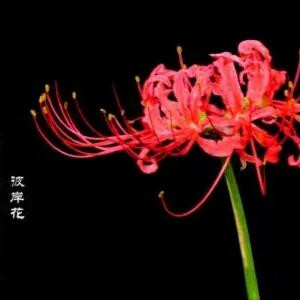 霖铃
