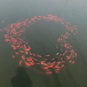 霖霖