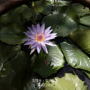 浩南