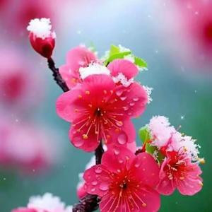 梅花