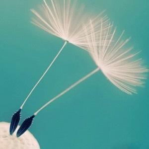 Skyfairy