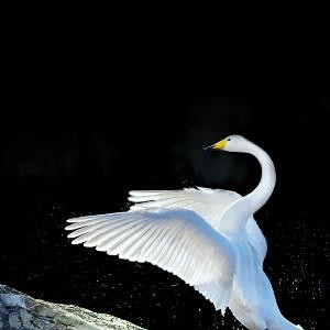 一颗心宝贝