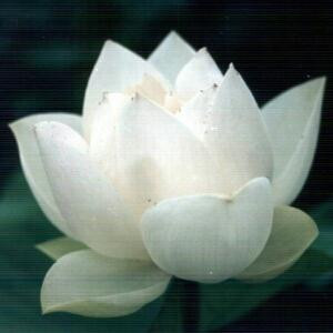 人生如茶