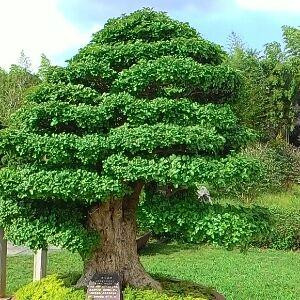 莉莉8123